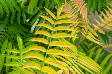Green background of leaves. A huge amount of natural greens.