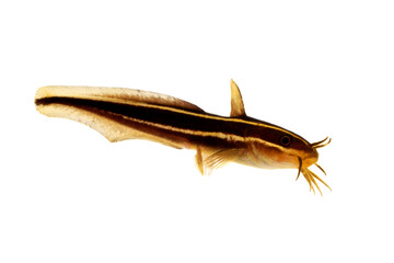 ゴンズイ　幼魚　白バック