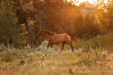Back lit horses
