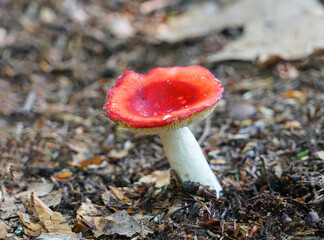 close up on red mushroom on the ground