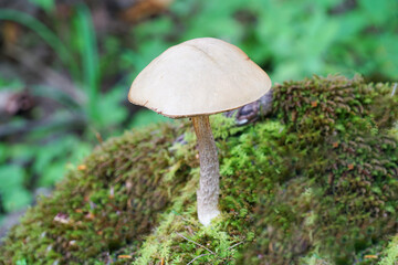 close up on wild mushroom on the ground