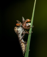 Robber Fly with Insect in its Jaws