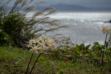 お彼岸の季節 白い彼岸花とススキと雲と海