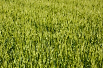 Wheat cultivation. In Japan, seeds are sown around October and harvested around June of the following year. 