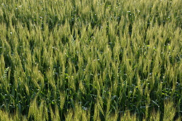 Wheat cultivation. In Japan, seeds are sown around October and harvested around June of the following year. 