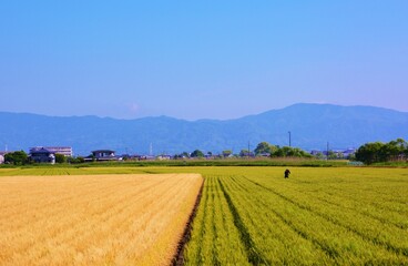 Fototapeta na wymiar Wheat cultivation. In Japan, seeds are sown around October and harvested around June of the following year. 