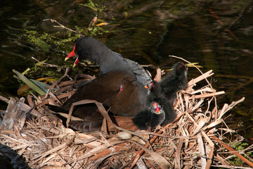Sydney Australia, Dusky moorhen with chicks on nest.