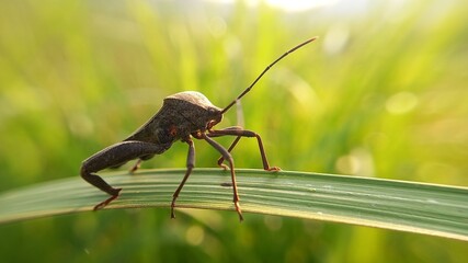 Close up Big insect on a green leaf on bokeh nature background