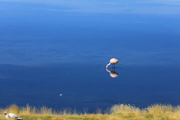 Cute Flamingo in the lake near the boarder between Chile and Bolivia