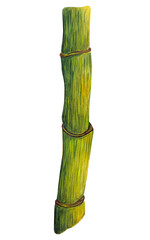 Fototapeta premium Watercolor bamboo stem. Hand-drawn illustration isolated on white background. Thick trunk of young fresh bamboo. Tropical green plant with texture. Colored botanical sketch.