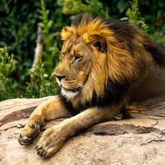 Lion perched on the ledge
