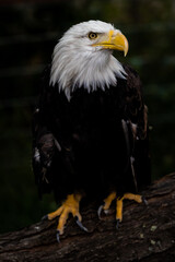 The Majestic Bald Eagle Close-Up