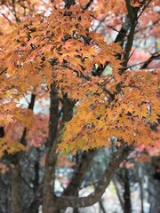 秋の日本の京都で美しい紅葉を見た