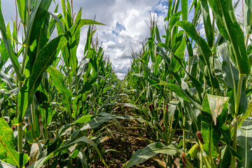A path for a maze is cut out of a corn field with a blue sky filled with puffy cotton like cumulous...