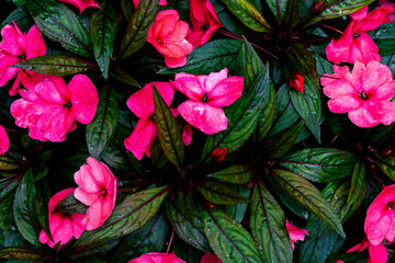 Pink New Guinea Impatiens Flowers
