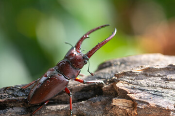 beautiful of male stag beetle in nature , Prosopocoilus astacoides