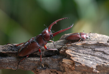 Male and female stag beetles in the mating season , Prosopocoilus astacoides