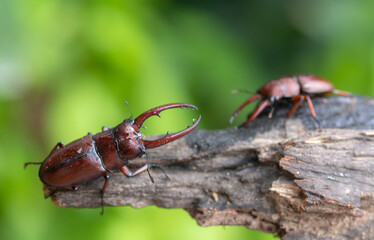 Two male stag beetles in the mating season , Prosopocoilus astacoides
