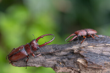 Two male stag beetles in the mating season , Prosopocoilus astacoides
