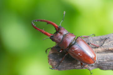 beautiful of male stag beetles in nature , Prosopocoilus astacoides 