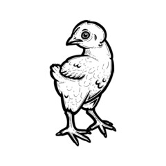 Realistic chicken outlined in white background. Free grazing chick in the runch. Hand drawn vector illustration