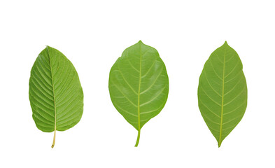 Green leaf isolated on white background