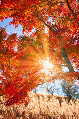 紅葉真っ盛りの富士五湖地方