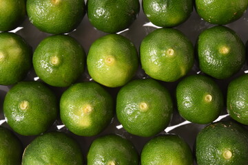 収穫されたシークヮーサーの風景