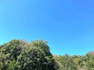 Obraz premium 晴れた森の木漏れ日 自然 風景