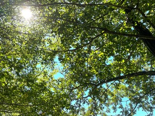 晴れた森の木漏れ日　自然　風景