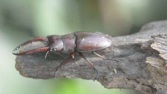 beautiful of male stag beetles in nature , Prosopocoilus astacoides 

