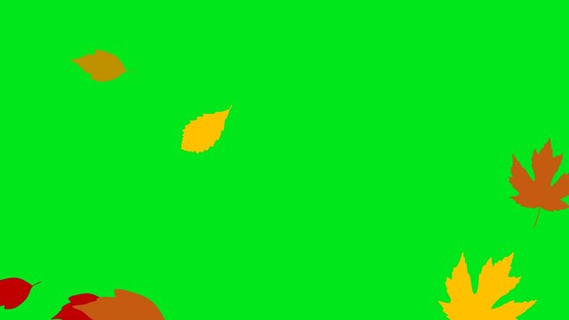 animated autumn leaves falling on green screen background. Ultra HD 4K Seamless looping green screen video background. overlay stock video footage