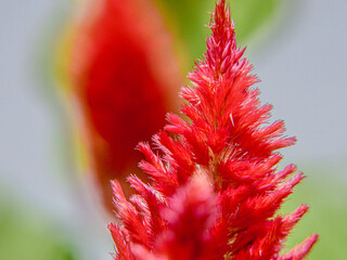 ケイトウの種類はイロイロ。夏から秋に赤、黄色の花を咲かせるケイトウは奈良時代に渡来し、万葉集には「韓藍」や「鶏冠草」の名で記されています。