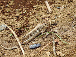 小さな枯れ木と見間違うほど保護色に身を染めたクルマバッタモドキを見つけました！