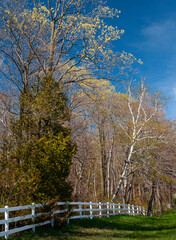 541-40 Fence at Horshoe Bay Farms in Spring