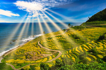 Obraz premium 白米千枚田に差し込む太陽光線