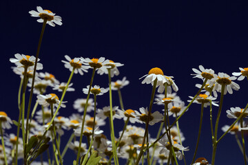 Сhamomile (Matricaria recutita), blooming plants  on a sunny day against blue sky, with space for text