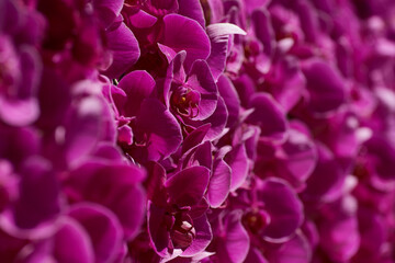 Background of pink orchids with selective focus.