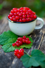 berries of red currant in a white mug on a dark background. High quality photo