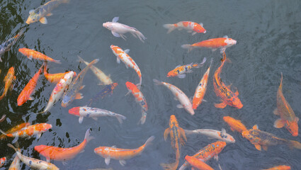 Koi fish in the pond