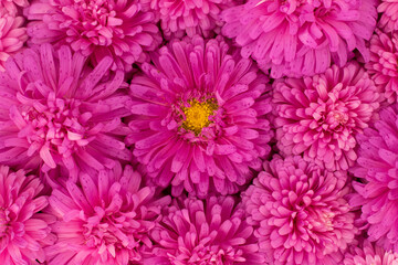 Beautiful background. Bright buds of pink aster flowers fit tightly together on a light pink background. Top view. 