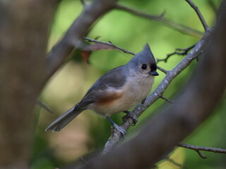 Tufted Titmouse, a small songbird native to North America, spotted in upstate NewYork. 