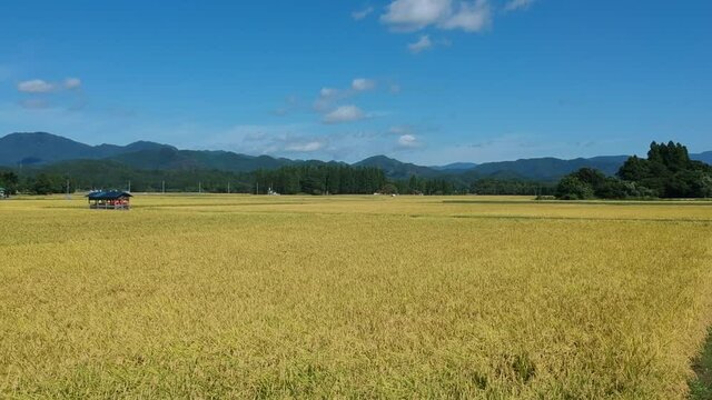 秋の稲刈り作業風景　空撮　農業　秋田県の田園風景
