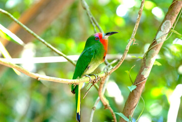 Red-bearded  Bee-eater  Bird