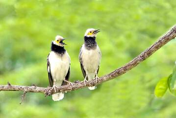 Black-collared Starling : Sturnus  nigricollis