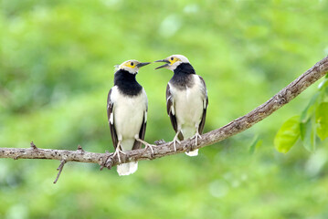 Black-collared Starling : Sturnus  nigricollis