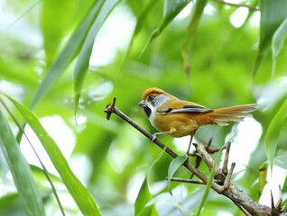 Black-throated Parrotbill : Paradoxornis nipalensis