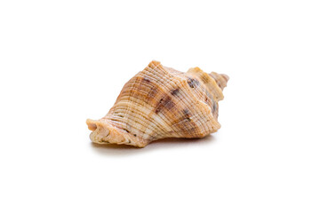 Beautiful sea shell