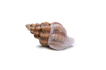 Beautiful sea shell