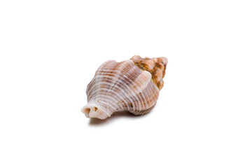 Beautiful sea shell